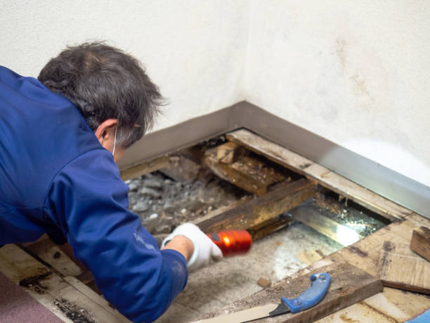 Crawl Space Mold Removal in Lake Hamilton, FL
