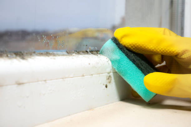 Home Mold Removal in Lake Hamilton, FL