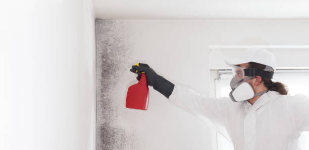 Best Home Mold Removal  in Lake Hamilton, FL