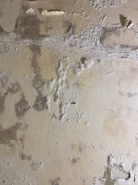 Best Emergency Mold Removal  in Lake Hamilton, FL