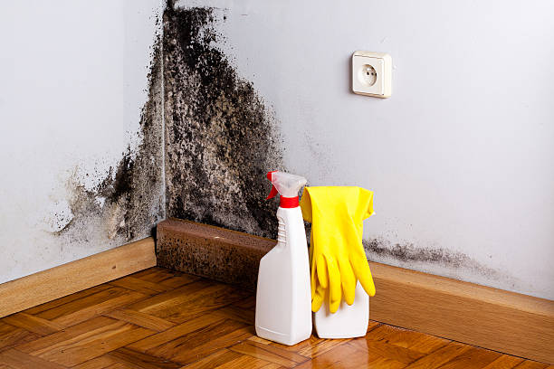 Best Commercial Mold Removal  in Lake Hamilton, FL